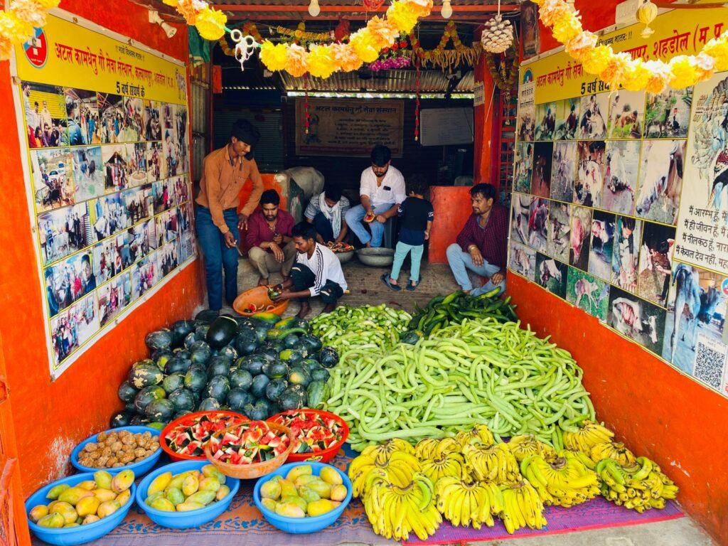 fruits and vegetables party for handicapped , accidental cows